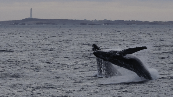 Dunsborough: Whale Watching Tour