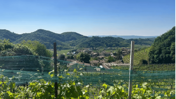 Von Venedig aus: Tagesausflug in die Prosecco-Hügel mit Weinverkostung