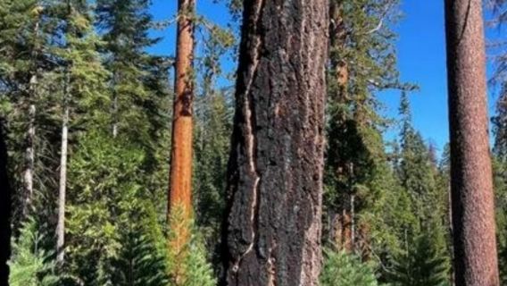 San Francisco, Amerika Syarikat pergi-balik + lawatan sehari Yosemite - 12J - sewaan peribadi - laris