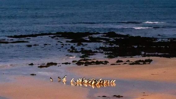 Lawatan sehari Melbourne Brighton Rainbow Cottage dan pengalaman ladang penguin Pulau Phillip kembali ke sarang
