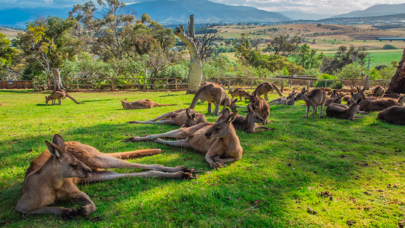 Hobart