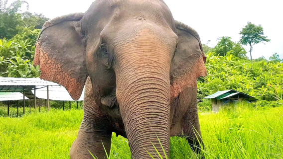 Mae TaengTours