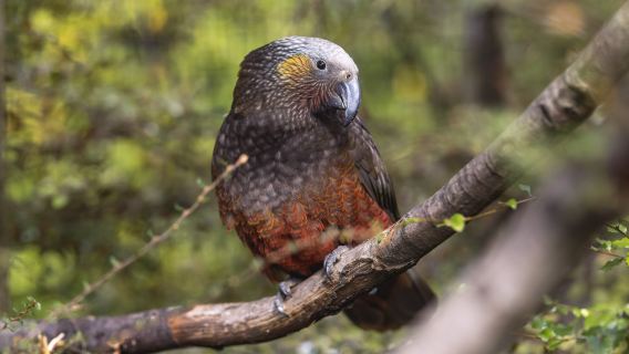 ทัวร์วันเดียว/ทัวร์หลายวัน สวนนกกีวีในควีนส์ทาวน์ นิวซีแลนด์