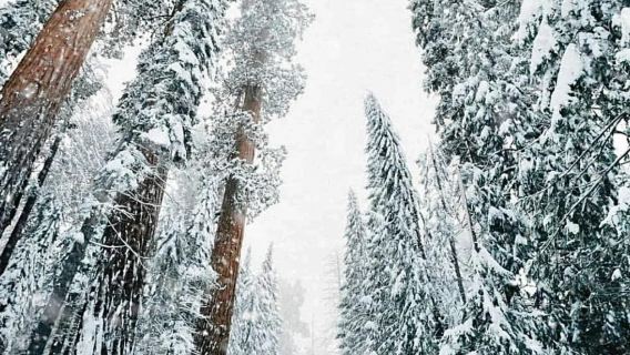 美國洛杉磯@巨杉國家公園/帝王峽谷包車12h【精選老司機】