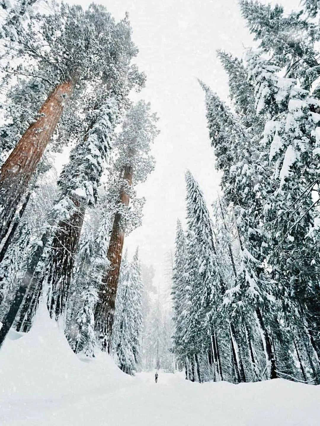 美國洛杉磯@美洲杉國家公園/帝王峽谷包車12h【精選老司機】