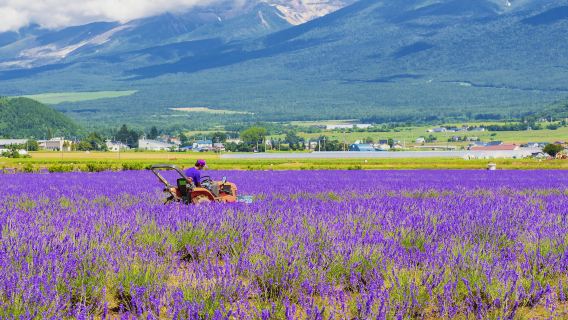 ทัวร์ 1 วัน อาซาฮิกาวะ ฮอกไกโด ญี่ปุ่น & ชิบะซากิโนะโอกะ & ฟูราโนะ (รวมอาหารกลางวัน)