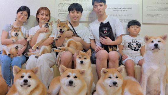[Shiba Inu Interaction] Malacca Husky and Shiba Inu Experience Center