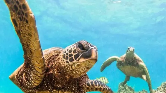 Experiencia de buceo y snorkel de 2 horas en la playa de Waikiki, Honolulu, EE. UU. [Experiencia de crucero de snorkel con tortugas en Waikiki, EE. UU. (opción de almuerzo incluida) 166748]