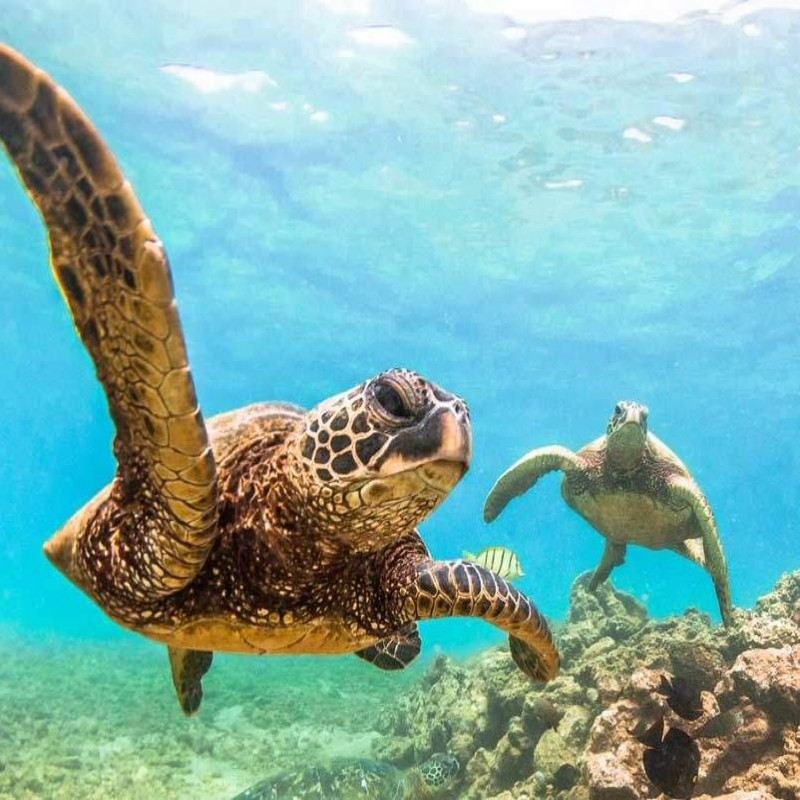 アメリカ・ホノルルのワイキキビーチで体験ダイビング＆シュノーケリング2時間【アメリカ・ワイキキウミガメシュノーケリングクルーズ体験（ランチオプション可）166748】