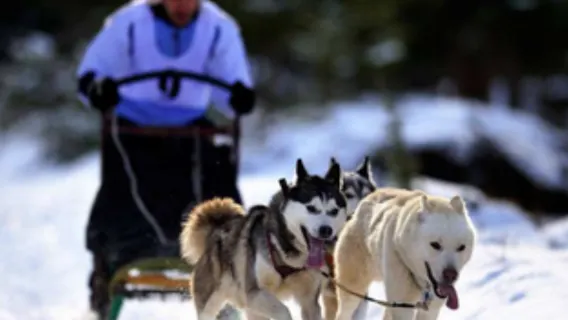 Pengalaman Naik Kereta Luncur Husky Norwegia + Makan Malam + 1 Jam + Tur Bahasa Inggris Pulang Pergi dari Kirkenes