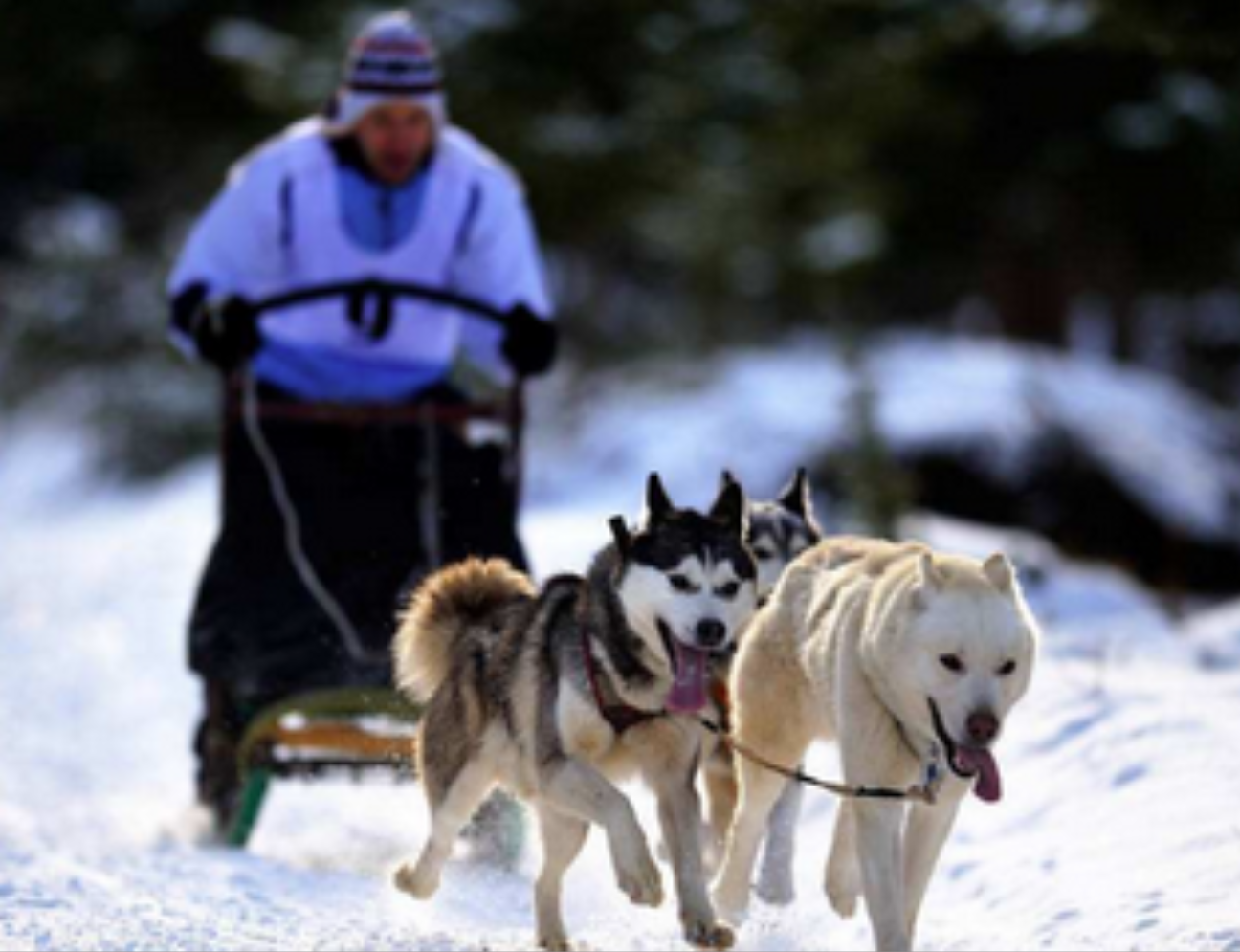 Norwegian Husky Sledding Experience + Dinner Included + 1 Hour + English Tour · Round-trip from Kirkenes