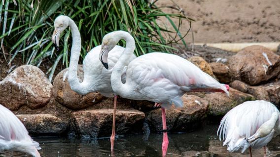 Cape Town: World of Birds & Animal Sanctuary
