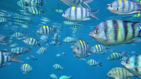 Tiket Kapal Berkongsi Kuala Besut - Pulau Perhentian: Pemindahan Bot Berkongsi dari Kuala Besut ke Pulau Perhentian