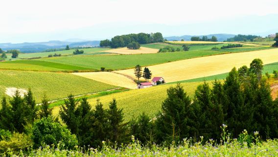 Hokkaido Furano Day Tour | Farm Tomita & Shikisai Hill