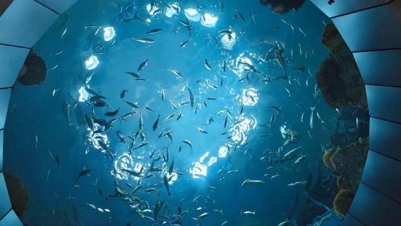 美國西雅圖華盛頓大學+水族館+藝術博物館【城市探索】