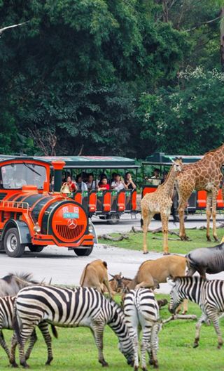  1-day tour to Guangzhou Chimelong Safari Park + Chimelong International Circus