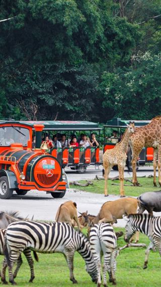  1-day tour to Guangzhou Chimelong Safari Park + Chimelong International Circus