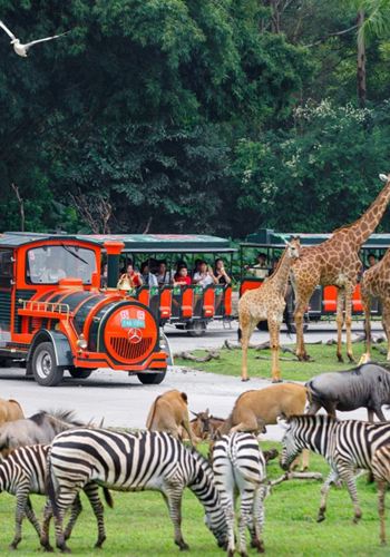 1-Day Tour: Guangzhou Chimelong Safari Park + Chimelong International Circus