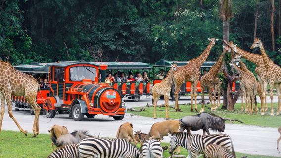 1-Day Tour: Guangzhou Chimelong Safari Park + Chimelong International Circus