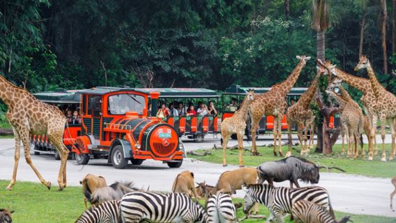 Perjalanan satu hari ke Guangzhou Chimelong Safari Park + Chimelong International Circus