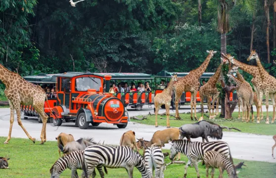 廣州長隆野生動物世界+長隆國際大馬戲一日遊