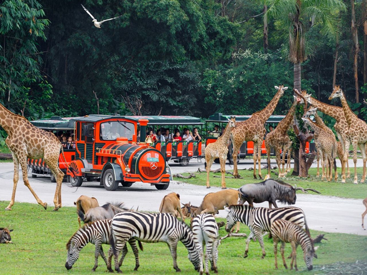 廣州長隆野生動物世界+長隆國際大馬戲一日遊
