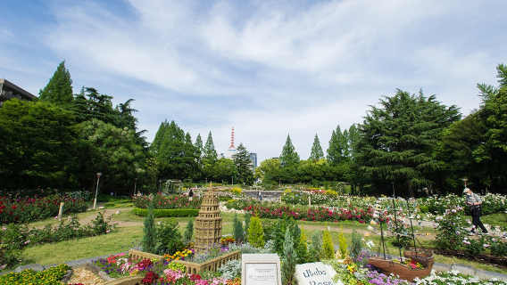 CARAT invites you to join: Osaka photo-op private charter tour