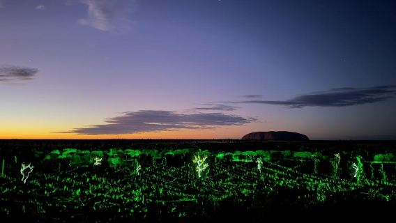 Half-day tour to Uluru: sunrise experience, laser projection show, immersive activities