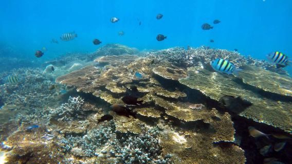 【萬寧加井島機動船香蕉船出海】or【海邊衝浪+教練教學】