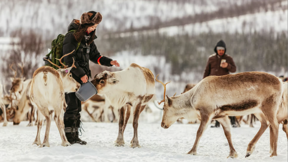 Reindeer sledding in Tromso, Norway with a Sami guide and feeding experience
