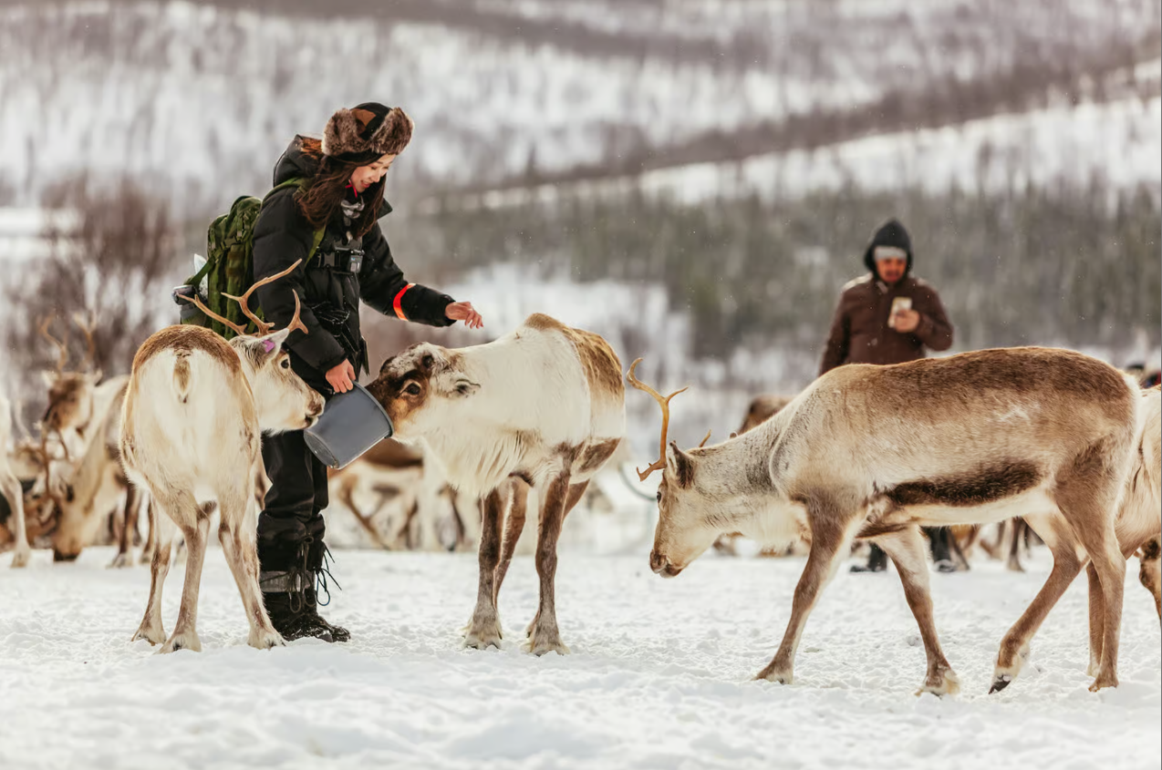 Reindeer sledding in Tromso, Norway with a Sami guide and feeding experience