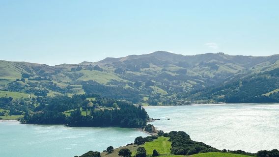 基督城來回|羊駝農場+阿卡羅阿+海豚|包車日遊