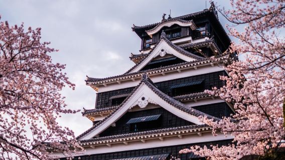 Tour di un giorno ai luoghi selezionati per ammirare i ciliegi in fiore a Kumamoto (partenza da Fukuoka, limitato alla stagione primaverile dei ciliegi)