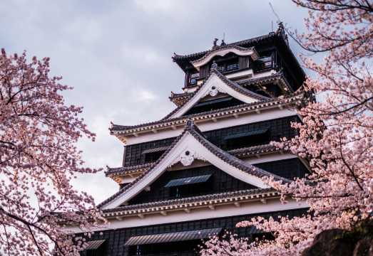 From Fukuoka: Kumamoto Cherry Blossom Bus Tour (Spring Special Edition)