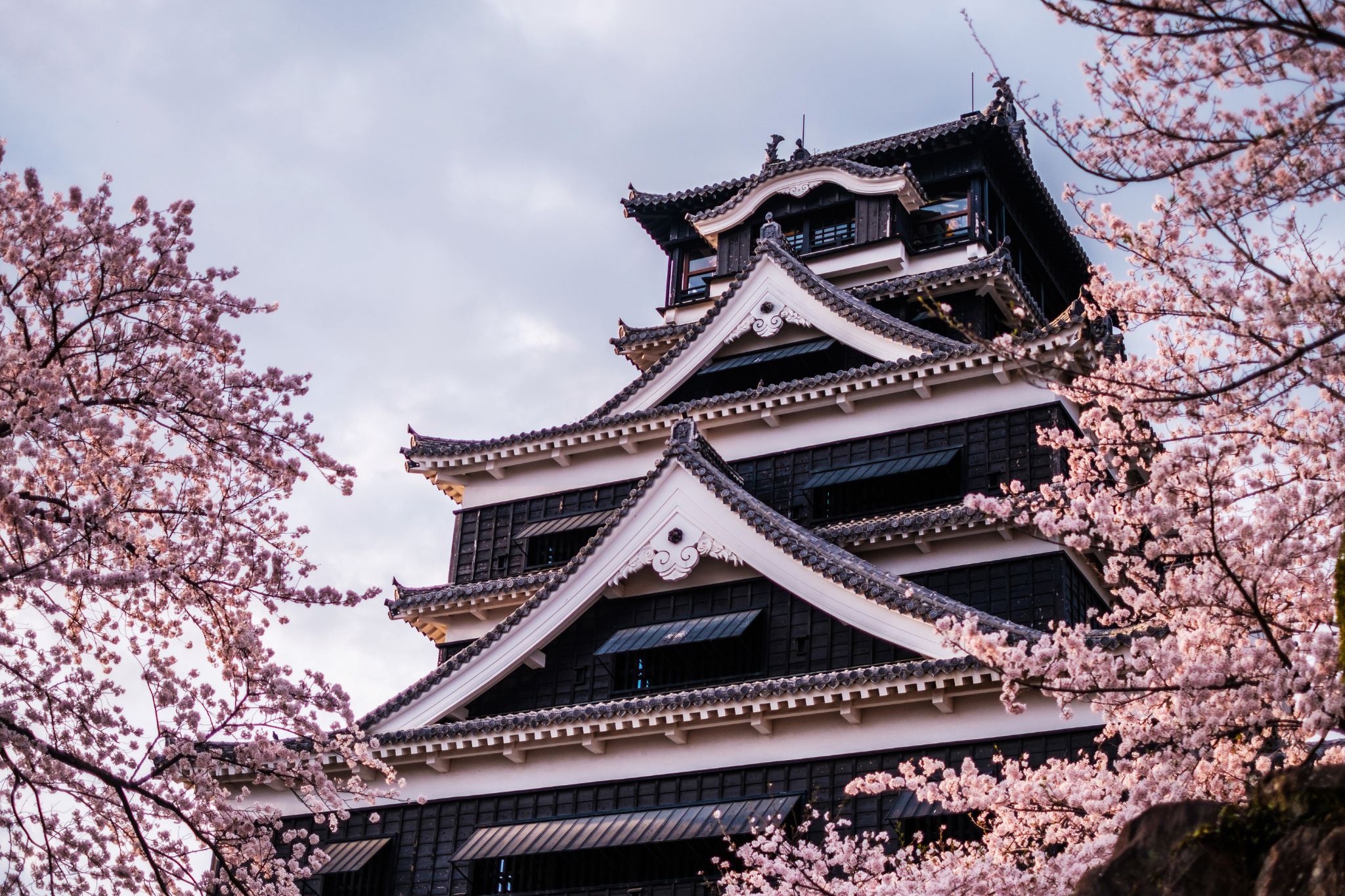 Tour di un giorno ai luoghi selezionati per ammirare i ciliegi in fiore a Kumamoto (partenza da Fukuoka, limitato alla stagione primaverile dei ciliegi)