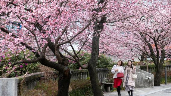 Double Feast of Cherry and Plum Blossoms in Full Bloom, A Healing Slow Art Journey [Atami | Guaranteed Departure]