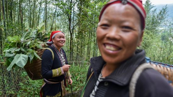 ทัวร์แช่เท้าสมุนไพรและเก็บใบชากับชาวเผ่าแดงเหยา