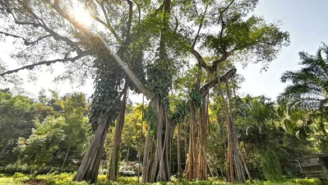 Xishuangbanna's Essence Chinese Group Day Tour:Da Luo Town, One-Tree Forest & Mengjinglai