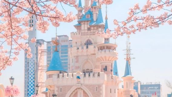Seoul Cherry Blossom Season Limited Private Charter | Gyeongbokgung Palace + Yeouido + Seokchon Lake | Capture the Romance of Spring