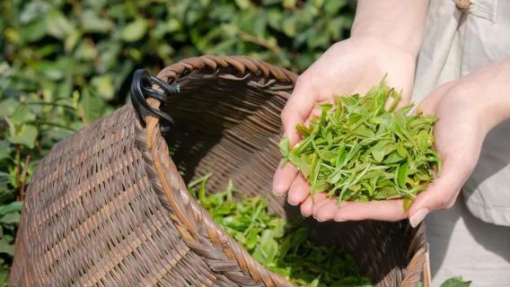 莫幹山風景名勝區門票+採茶/炒茶體驗+品莫幹黃芽+清涼茶會徒步半日