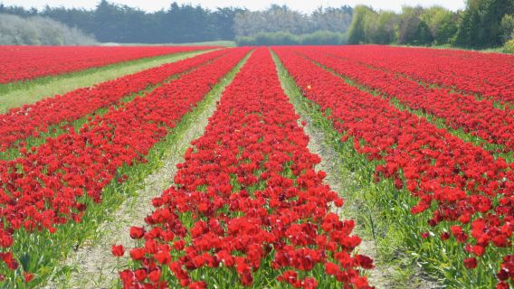 Belanda Amsterdam - Negara Terusan dan Tulip - Dataran Dam - Rumah Anne dll.