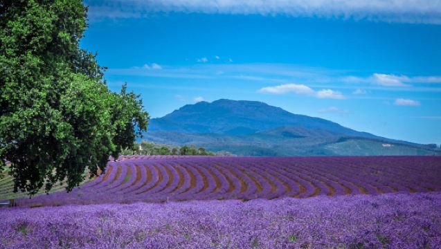 澳洲塔斯馬尼亞：中-英文翻譯｜旅遊陪同｜商務翻譯｜展會翻譯｜商務隨行｜陪同拜訪｜自由行地接