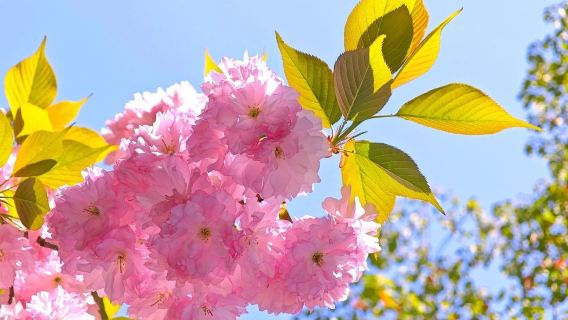 1-day tour to Lv Shun Sakura Garden + Chuang Guan Dong base + military port + Lushun Baiyu Hill