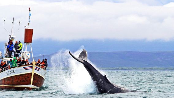 Skjálfandi : Excursion guidée d'observation des baleines au départ de Húsavík