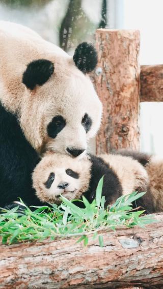 Shanghai panda & wild animal park 1-day tour | including transfer service + admission ticket + feeding vehicle