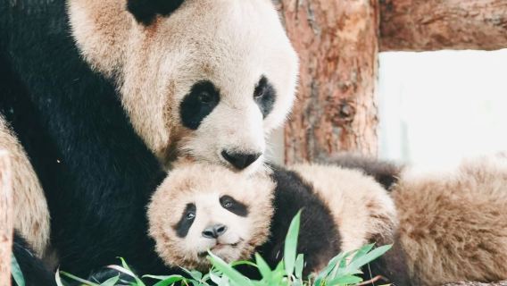 Shanghai panda & wild animal park 1-day tour | including transfer service + admission ticket + feeding vehicle