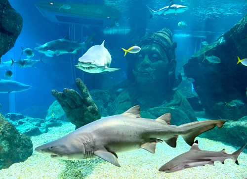 빠른 티켓 발급 – SEA LIFE Bangkok Ocean World