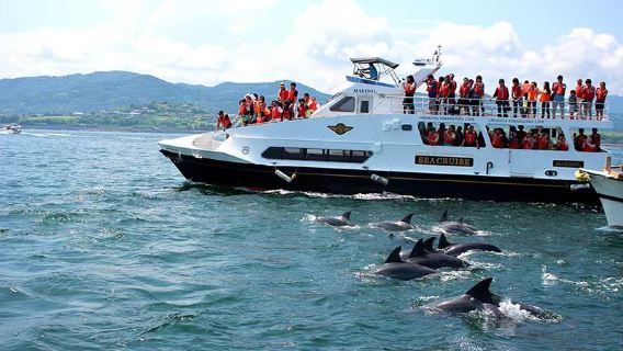 Passeio de barco em Amakusa, Kumamoto, Japão | Observação de golfinhos + balsa para a Ilha do Tesouro + cruzeiro pelas Cinco Pontes de Amakusa