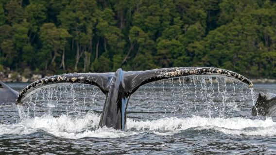 Punta Arenas: Full-Day Whales and Glaciers Tour