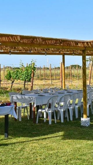 Alghero: wine tasting w/ local aperitif in the vineyard